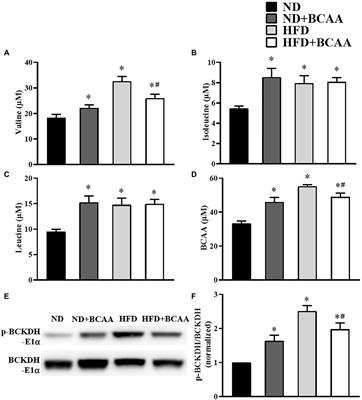 Oral administration of branched-chain amino acids ameliorates high-fat diet-induced metabolic-associated fatty liver disease via gut microbiota-associated mechanisms